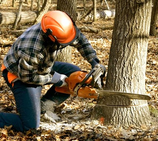 Tree Removal in Offutt Afb, NE